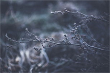 vividly（Exploring the Vibrant Beauty of Nature）