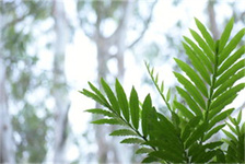 我的世界蜜蜂怎么养（养殖蜜蜂的技巧与方法）